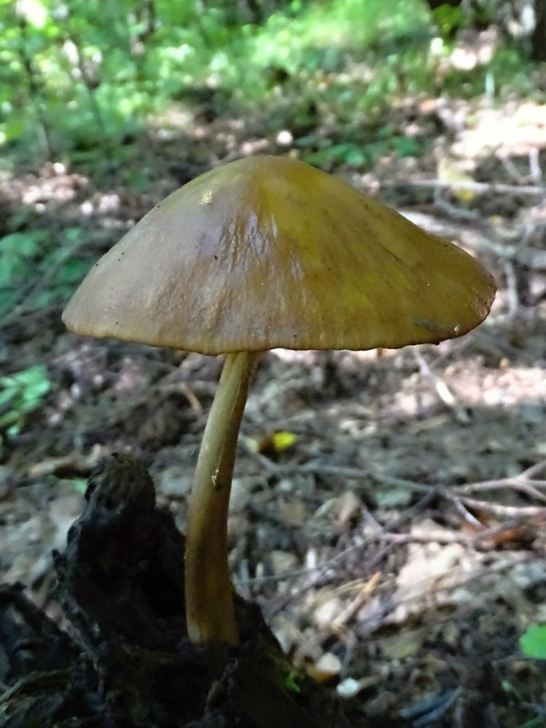 štítovka jelenia Pluteus cervinus (Schaeff.) P. Kumm.