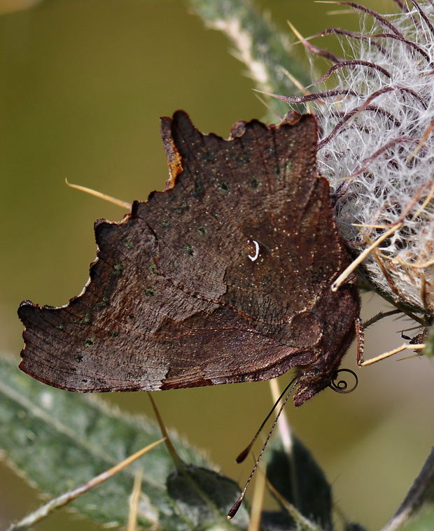 babôčka zubatokrídla Polygonia c-album