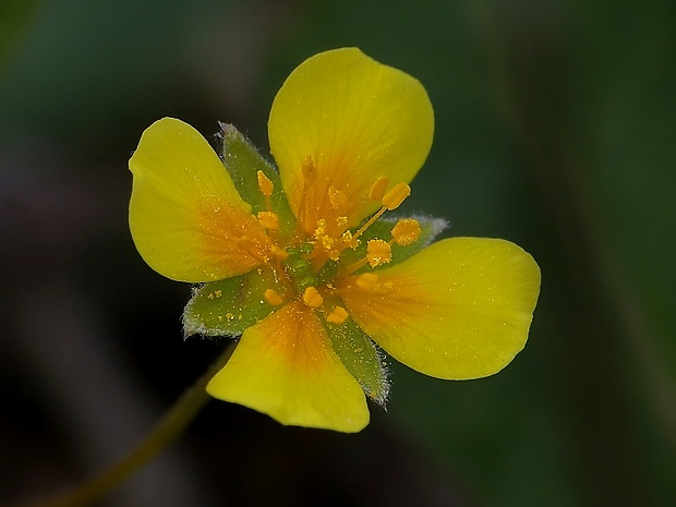 nátržník vzpriamený Potentilla erecta (L.) Raeusch.