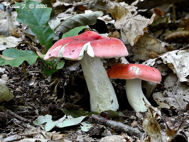 plávka Russula sp.