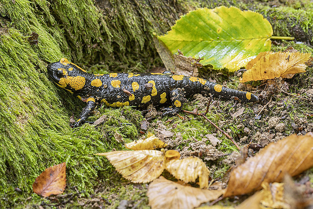 salamandra škvrnitá  Salamandra salamandra