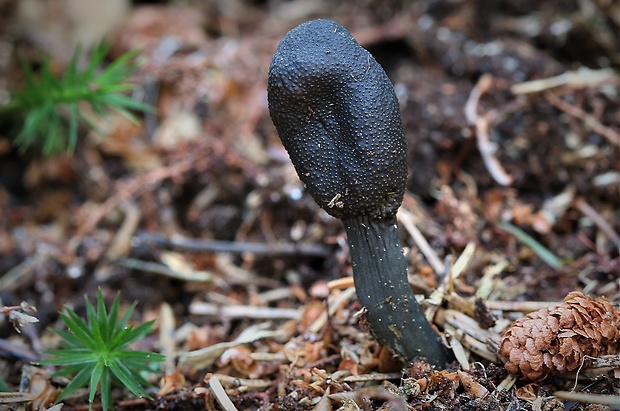 žezlovka srnková Tolypocladium ophioglossoides (J.F. Gmel.) Quandt, Kepler & Spatafora