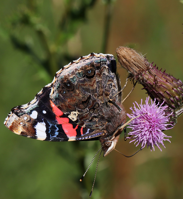 babôčka admirálska Vanessa atalanta Linnaeus, 1758