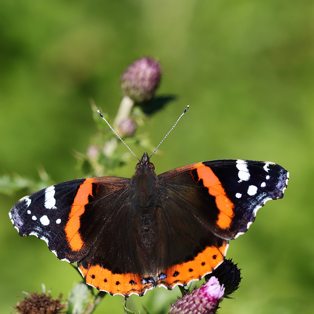 babôčka admirálska Vanessa atalanta Linnaeus, 1758