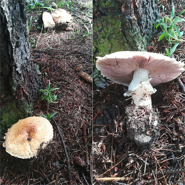 pečiarka obrovská Agaricus augustus Fr.