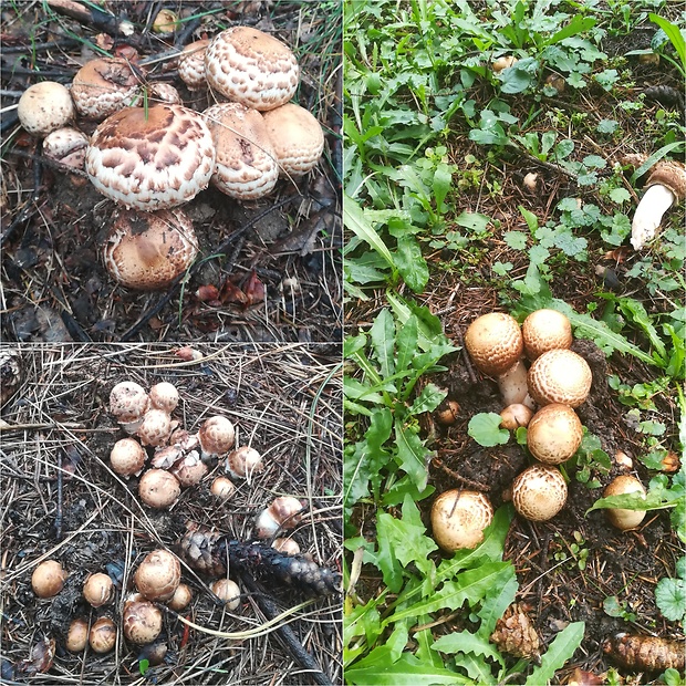 pečiarka trsovitá Agaricus bohusii Bon