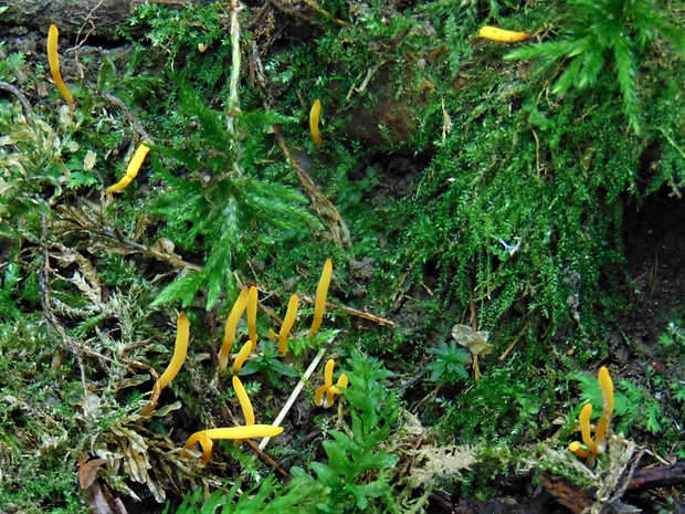 konárovka Clavulina sp.