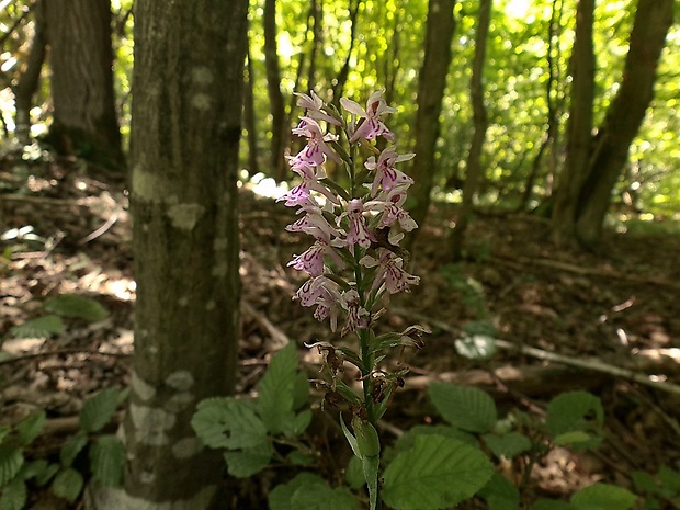 vstavačovec fuchsov pravý Dactylorhiza fuchsii subsp. fuchsii (Druce) Soó