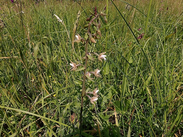 kruštík močiarny Epipactis palustris (L.) Crantz