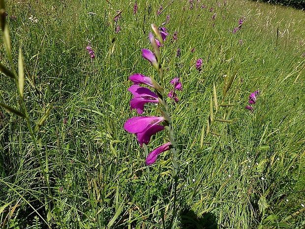 mečík škridlicovitý Gladiolus imbricatus L.