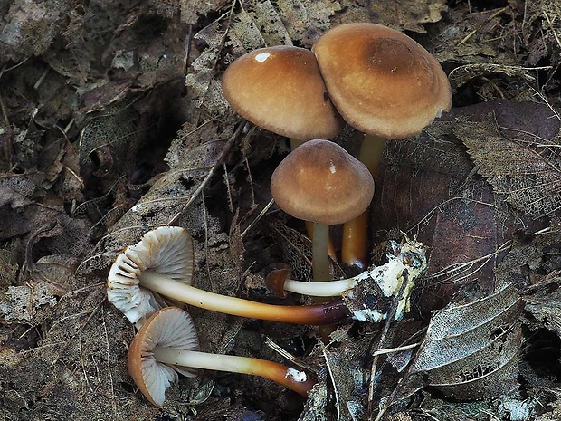 tanečnica rohovinová Marasmius cohaerens (Pers.) Cooke & Quél.