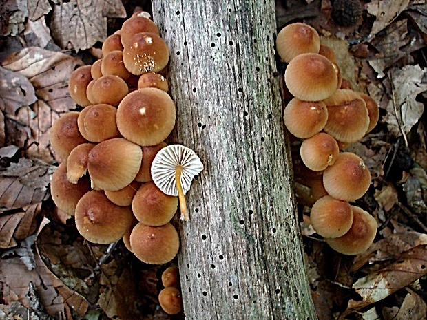 prilbička žltohlúbiková Mycena renati Quél.