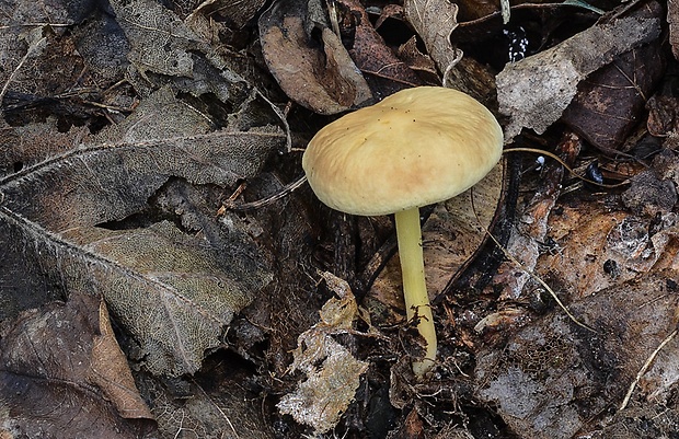 čírovnica vosková Rugosomyces chrysenteron (Bull.) Bon