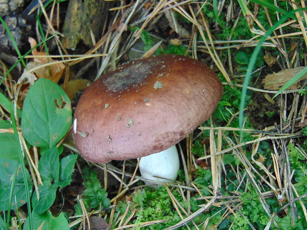 plávka Russula sp.