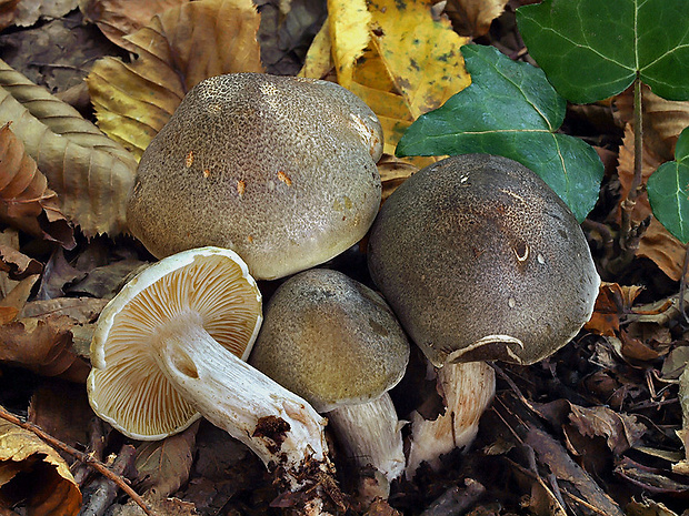 čírovka mydlová šupinkatá Tricholoma saponaceum var. squamosum (Fr.) P. Kumm.