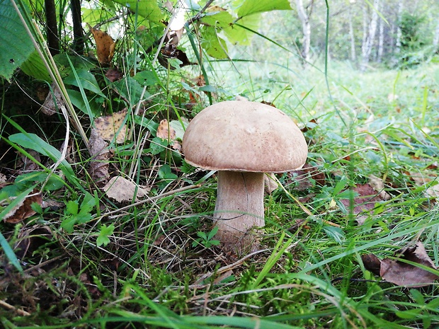 hríb dubový Boletus reticulatus Schaeff.