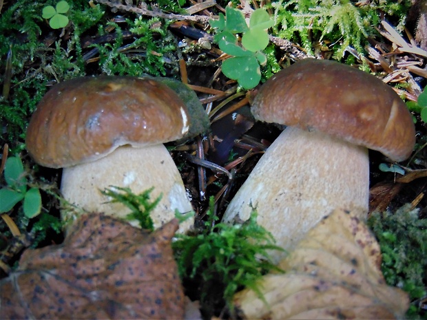 hríb Boletus sp.