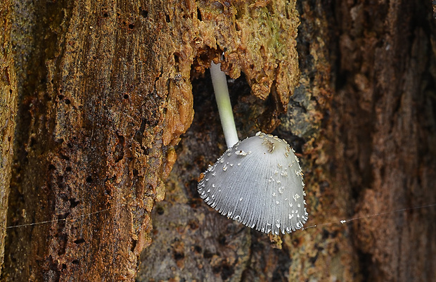 hnojník dutinový Coprinopsis mitraespora (Bohus) L. Nagy, Vágvölgyi & Papp