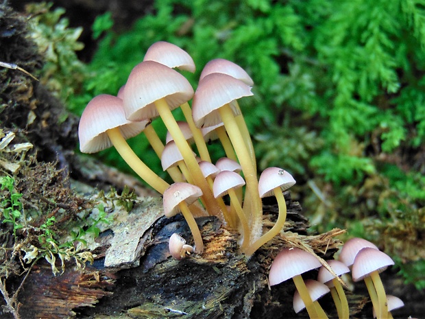 prilbička žltohlúbiková Mycena renati Quél.