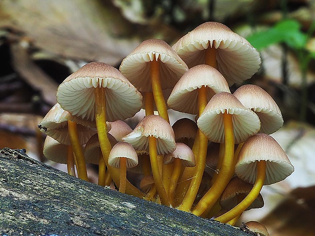 prilbička žltohlúbiková Mycena renati Quél.