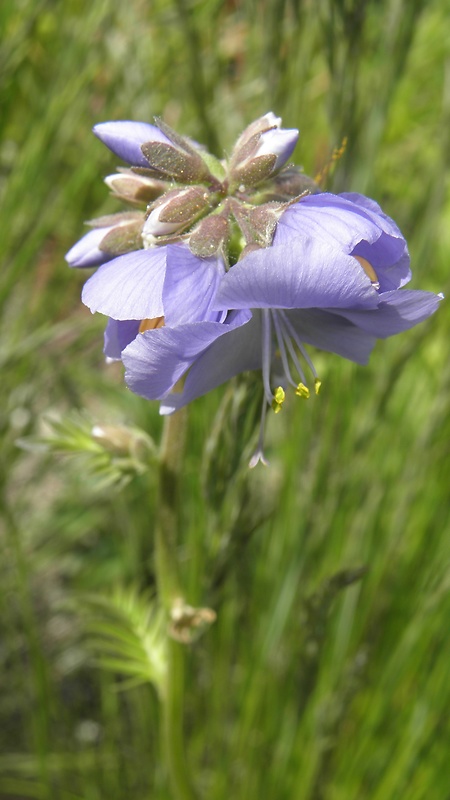 vojnovka belasá Polemonium caeruleum L.