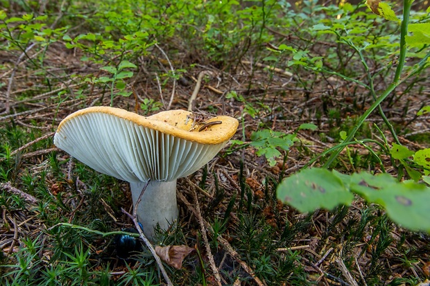 plávka hlinovožltá Russula ochroleuca Fr.