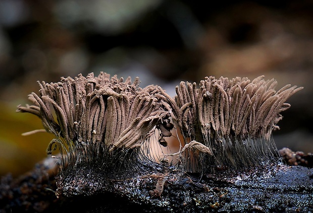 pazderka Stemonitis sp.