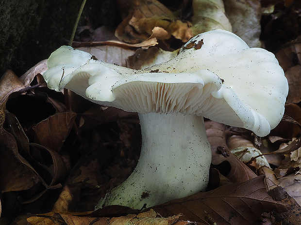 čírovka hodvábna Tricholoma columbetta (Fr.) P. Kumm.