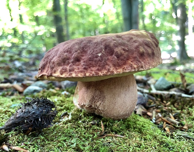 hríb sosnový Boletus pinophilus Pil. et Dermek in Pil.