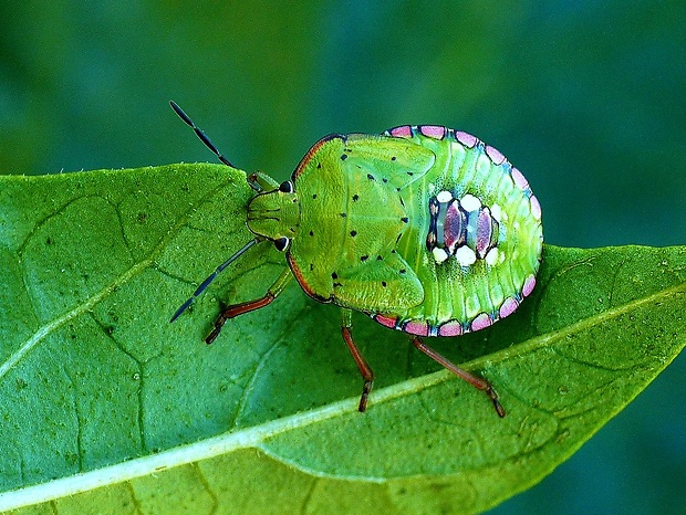 bzdocha Nezara viridula