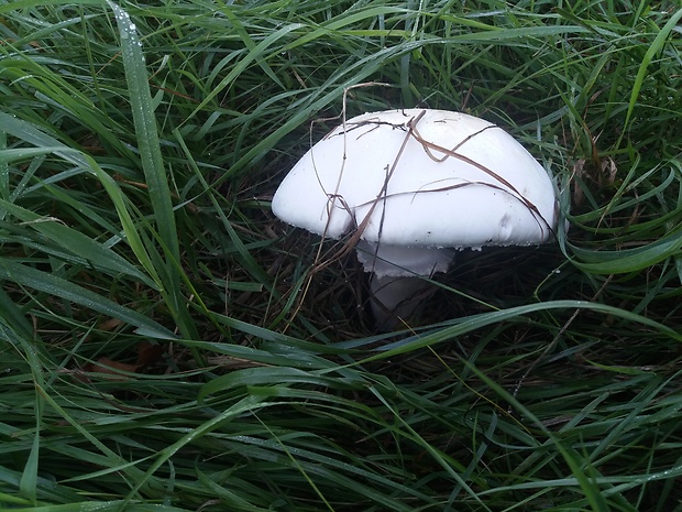 pečiarka poľná Agaricus campestris L.