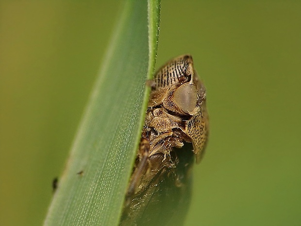 peniarka jelšová Aphrophora alni