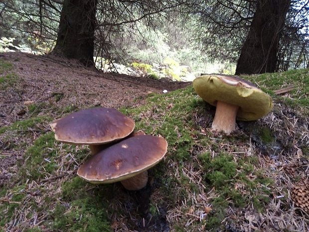 hríb dubový Boletus reticulatus Schaeff.