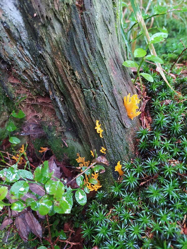 parôžkovec lepkavý Calocera viscosa (Pers.) Fr.