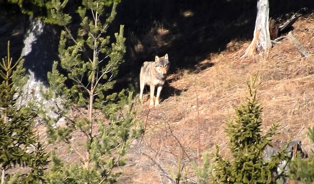 vlk dravý. Canis lupus