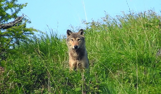 vlk dravý. Canis lupus