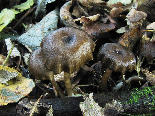 hodvábnica Entoloma olivaceotinctum Noordel.