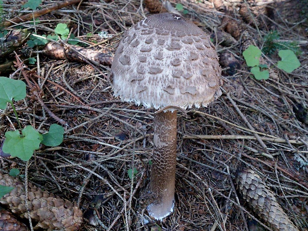 bedľa vysoká Macrolepiota procera (Scop.) Singer