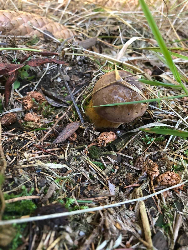 suchohríb Pulchroboletus roseoalbidus (Alessio & Littini) Gelardi, Vizzini & Simonini