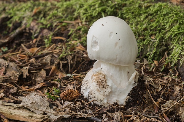 muchotrávka Amanita sp.