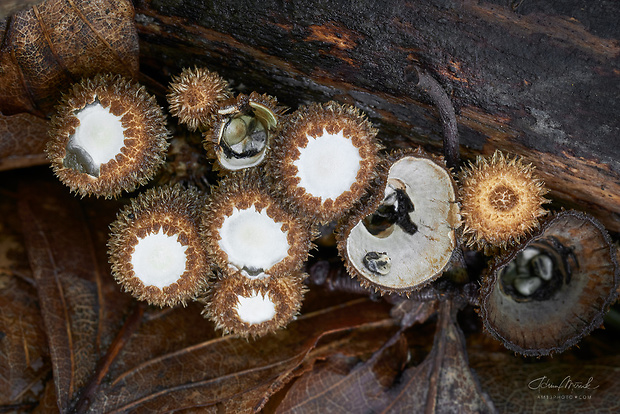 čiaškovec pásikavý Cyathus striatus (Huds.) Willd.