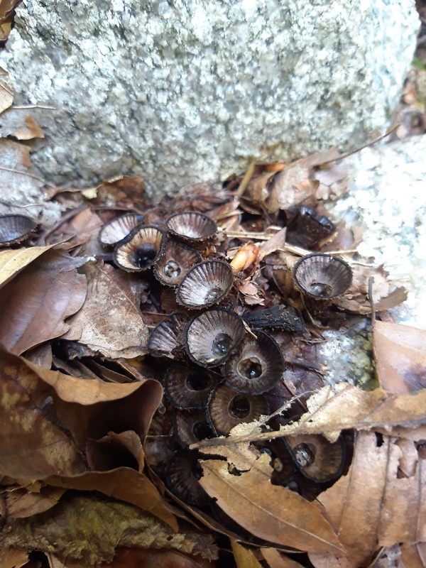 čiaškovec pásikavý Cyathus striatus (Huds.) Willd.