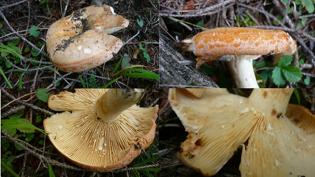 rýdzik Bresadolov Lactarius zonarioides Kühner & Romagn.