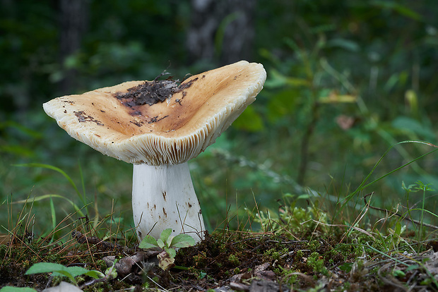 plávka žltohnedá Russula subfoetens W.G. Sm.