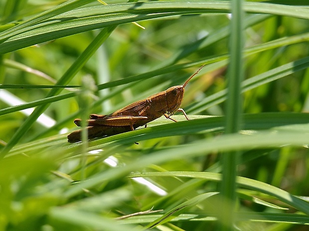 koník Stenobothrus crassipes