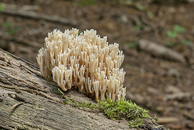 korunovec svietnikovitý Artomyces pyxidatus (Pers.) Jülich