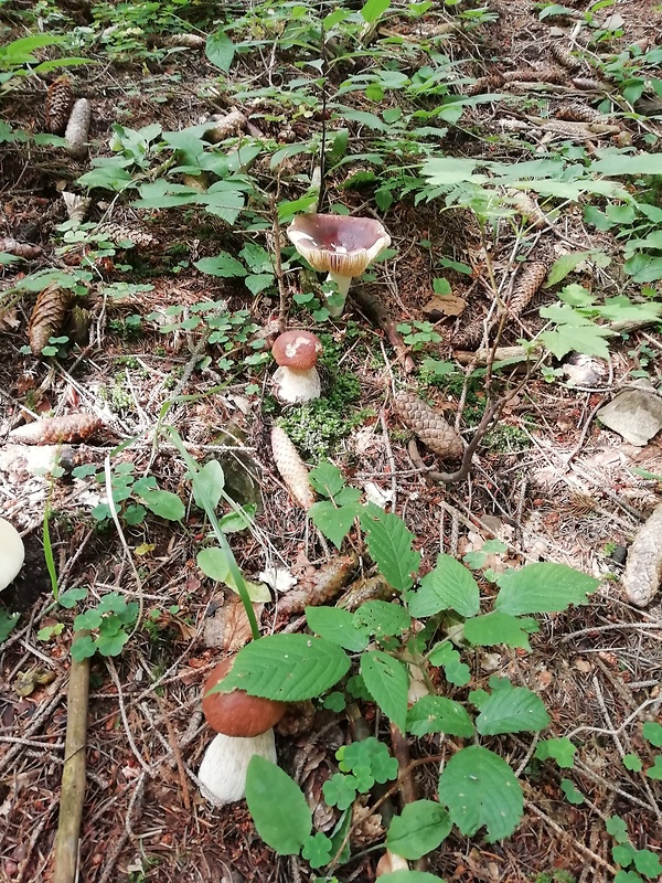 hríb smrekový Boletus edulis Bull.