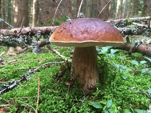 hríb smrekový Boletus edulis Bull.