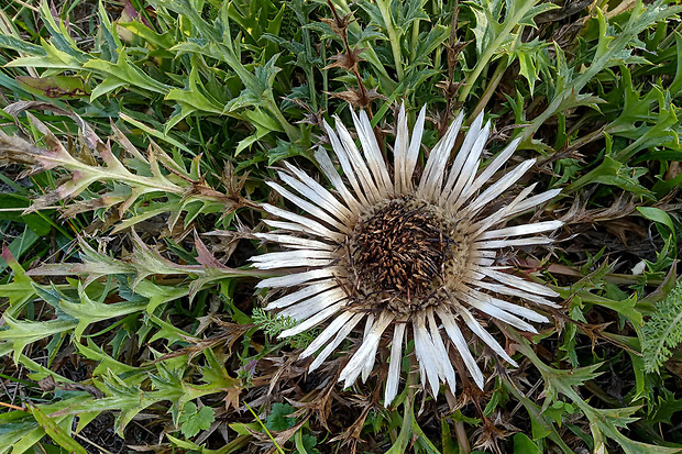 krasovlas bezbyľový pravý Carlina acaulis subsp. acaulis L.