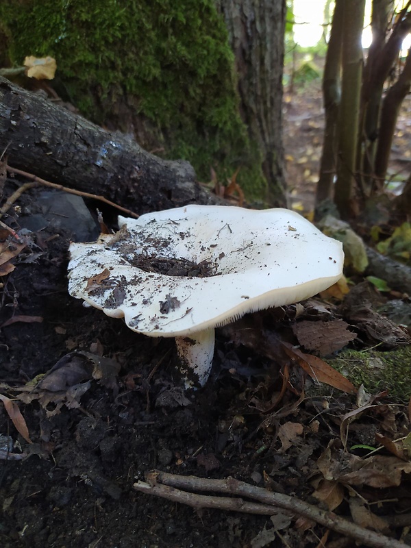 strmuľka Clitocybe sp.